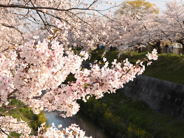 コロナ禍でも大丈夫！お散歩ついでに楽しめる名古屋の桜スポットをご紹介！
