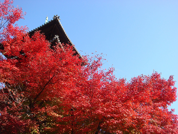 秋の名古屋観光を楽しむ！名古屋周辺の絶景紅葉スポットをご紹介します！